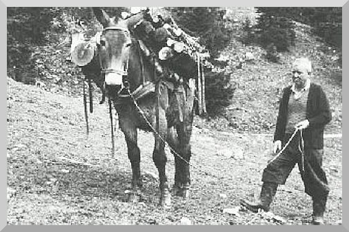 Materialtransport mit Esel